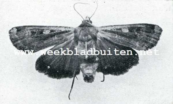 Onbekend, 1908, Onbekend, Vlinder van de aardrups