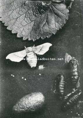 Onbekend, 1908, Onbekend, Zijde-cultuur in Nederland. De zijderups. Vlinder (vergroot), Uitwerpselen, Eieren, Poppen, half afgehaspelde Cocon