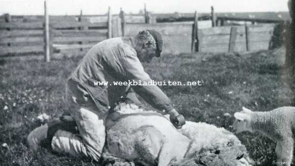 Noord-Holland, 1908, Onbekend, Texelsche schapen. Schapenscheren