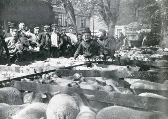Noord-Holland, 1908, Den Burg, Texelsche schapen. Lammerenmarkt in Den Burg