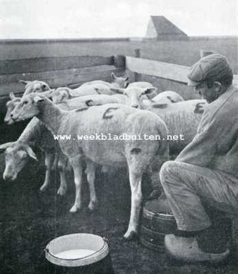 Noord-Holland, 1908, Onbekend, Texelsche schapen. Schapenmelken