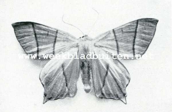 Onbekend, 1908, Onbekend, Vlietvlinder. Urapteryx Sambucaria