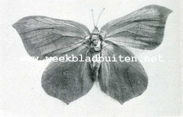 Onbekend, 1908, Onbekend, Citroenvlinder. Rhodocera Rhamni