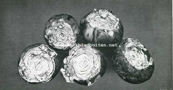 Nederland, 1908, Onbekend, Herfst in het bloembollenland. Geholde bollen (eerste stadium)