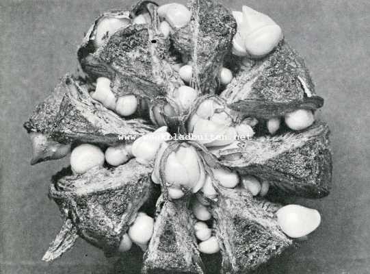 Nederland, 1908, Onbekend, Herfst in het bloembollenland. Gesneden bollen, volkomen ontwikkeld