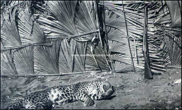 Indonesi, 1909, Onbekend, Tijgerjacht. De doode tijger en het wapen dat hem velde