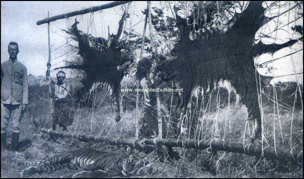 Indonesi, 1909, Onbekend, Tijgerjacht. Het spannen der tijgerhuiden