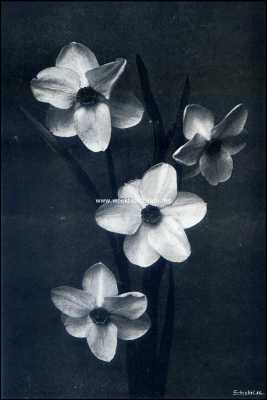Onbekend, 1909, Onbekend, Narcissen. Narcissus Poticus Ornatus