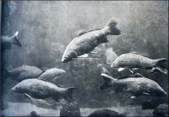 Noord-Holland, 1909, Amsterdam, Reuzenkarpers in het Aquarium te Amsterdam