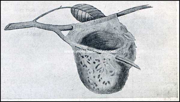 Onbekend, 1909, Onbekend, Spinnen als luchtschippers. Nest van de 