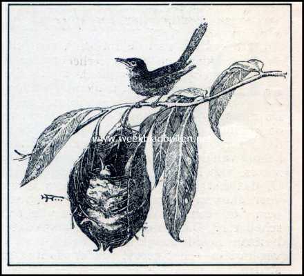 Onbekend, 1909, Onbekend, Spinnen als luchtschippers. Nest van den Snijdervogel