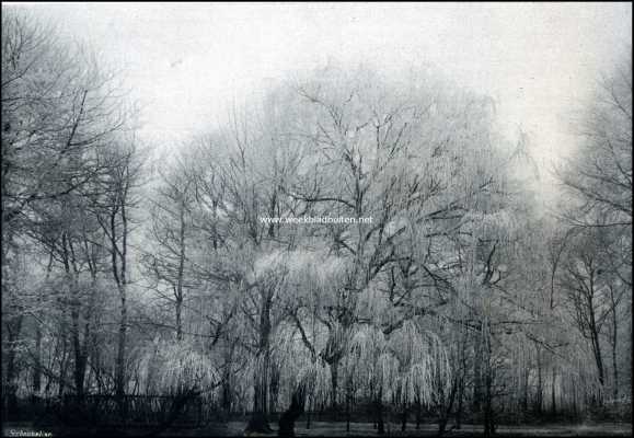 Onbekend, 1909, Onbekend, Berijpte boomen die den indruk geven van bevroren fonteinen