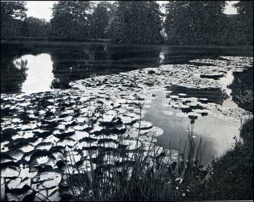 Onbekend, 1909, Onbekend, Nyphaea's in een grooten vijver