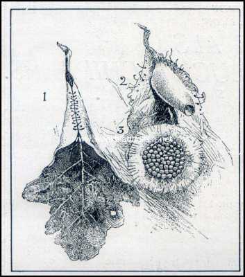 Onbekend, 1909, Onbekend, Spinnen als luchtschippers. Zijden wieg en woning van een spinnenkind. I. Met zijde dichtgenaaid bladnest van de spin. II. Het inwendige. III. Eierengroep, waarvan de zijden bedekking teruggeslagen is