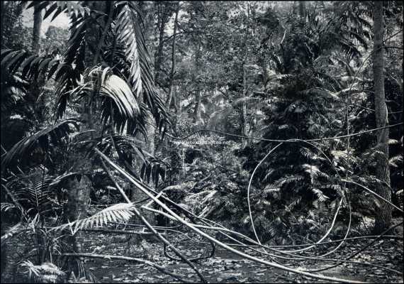 Indonesi, 1909, Buitenzorg, Buitenzorg. In den rottantuin. (men lette op de zich slingerende lianen)