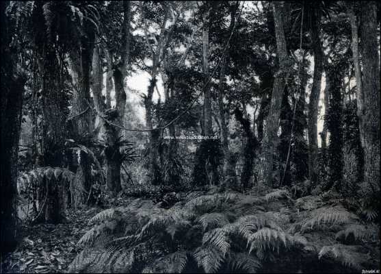 Indonesi, 1909, Buitenzorg, Buitenzorg. De varentuin. (een zeldzaam mooi tropisch landschap)