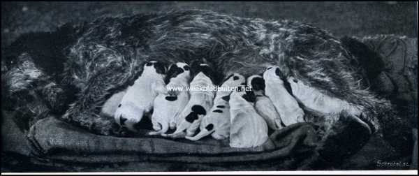 Onbekend, 1909, Onbekend, De griffon. Princesse Beau-Site met tien jongen. Hierbij zij opgemerkt dat de jonge Griffons altijd wit geboren worden. De donkere staalbaluwe kleur treedt pas na verloop van eenige weken op