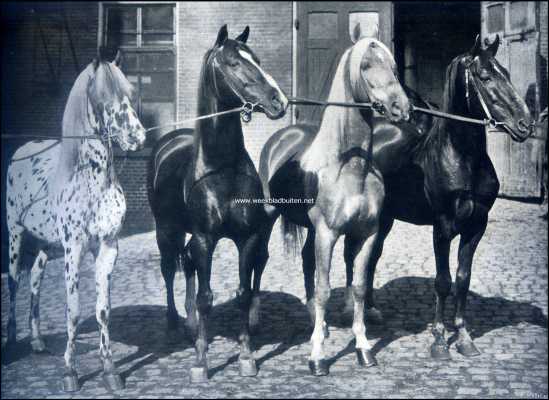 Onbekend, 1909, Onbekend, Paarden in den circus. Tigeretto, Hassan en twee Hongaarsche vossen