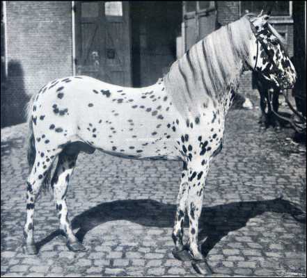 Onbekend, 1909, Onbekend, Paarden in den circus. De Kaukasische schimmelhengst Tigeretto