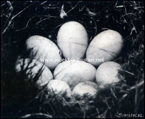 Texelsche eierenzoekers. Nest van de slobeend
