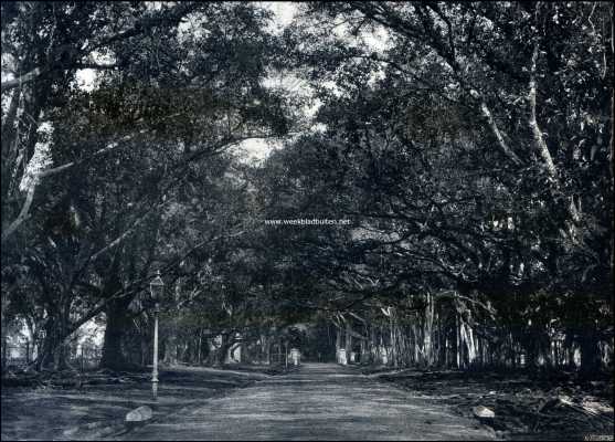 Indonesi, 1909, Buitenzorg, Op Java. Buitenzorg. 's Lands Plantentuin. Waringinlaan. Links het Paleis van den Gouverneur-Generaal