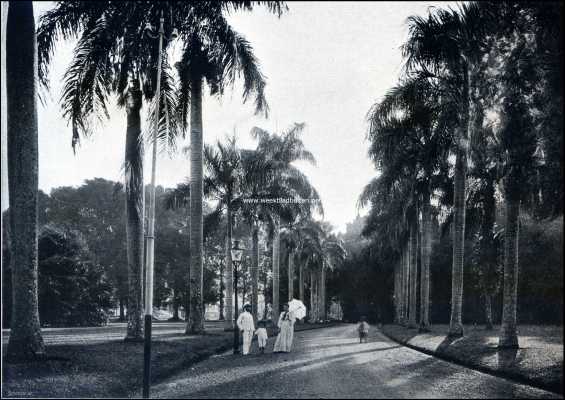 Indonesi, 1909, Buitenzorg, Op Java. Buitenzorg. In het Park 1