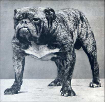 De Engelsche Bull-Dog. Rodney Stone, werd voor f 12.000,- naar Amerika verkocht