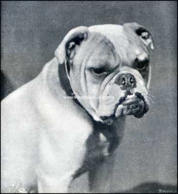 Onbekend, 1909, Onbekend, De Engelsche Bull-Dog. Rembrandt's Castor, een mooie bulldog. Uit kennel 