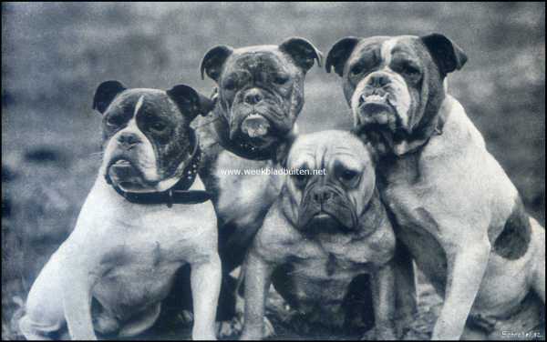 Onbekend, 1909, Onbekend, De Engelsche Bull-Dog. Eenige beroemde Engelsche bull-doggen