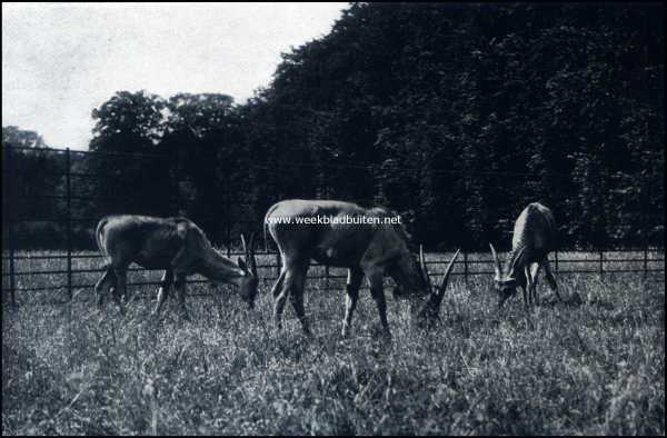 Noord-Holland, 1909, 's-Graveland, Gooilust. Eland-antilopen in de weide