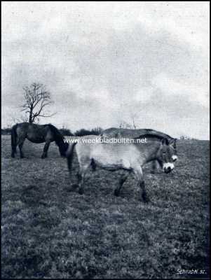 Noord-Holland, 1909, 's-Graveland, Gooilust. Wilde paarden uit Mongoli met pony in de weide