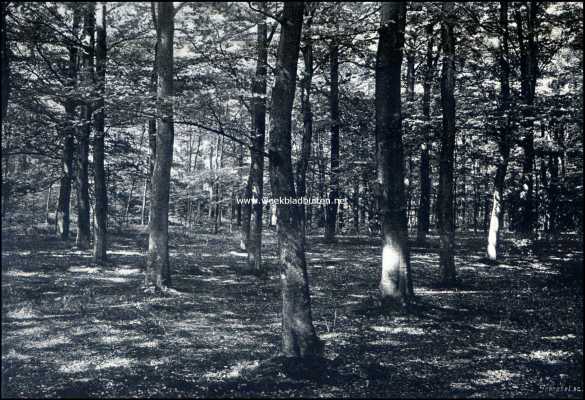 Overijssel, 1909, Denekamp, Denekamp en omgeving. In het Sterrebosch