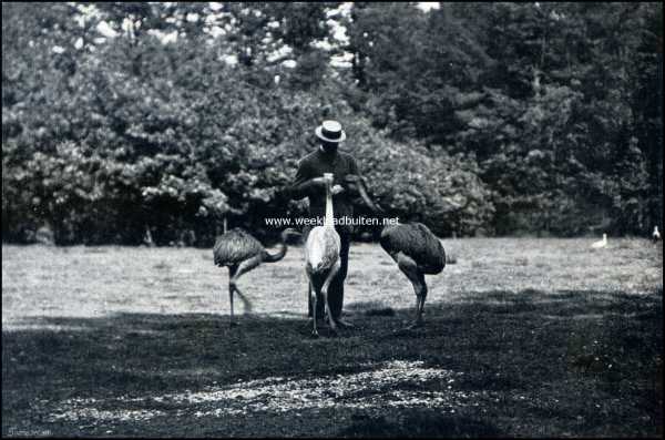 Noord-Holland, 1909, 's-Graveland, Gooilust. Drie makke Zuid-Amerikaansche struisvogels