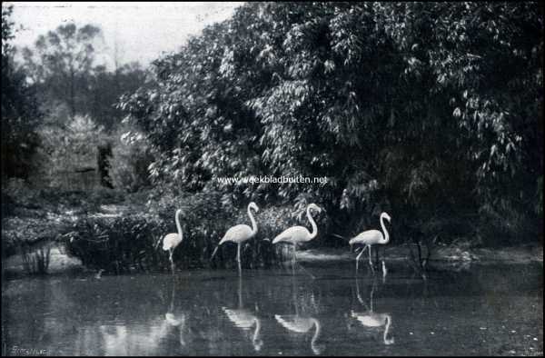 Noord-Holland, 1909, 's-Graveland, Gooilust. Flamingo's in den vijver der Japansche tuin. De achtergrond wordt gevormd door Japansche bamboe