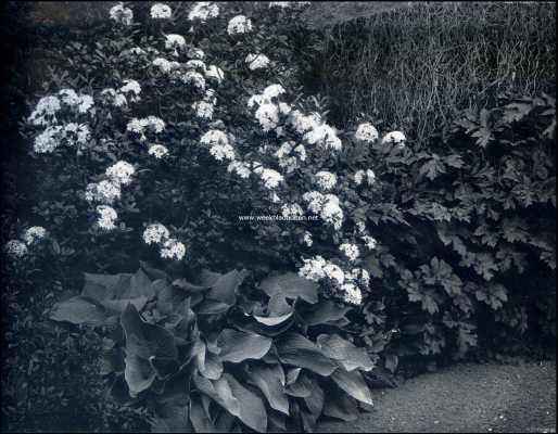 Noord-Holland, 1909, 's-Graveland, Gooilust. Bloeiende azalea's en funkias in den Japanschen tuin