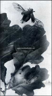 Onbekend, 1909, Onbekend, De gewone meikever. Boven: mannetje; beneden: wijfje