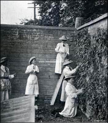 Engeland, 1909, Bredons Norton, Een vrouwen land- en tuinbouw kolonie in Engeland. Bij de perzikencultuur