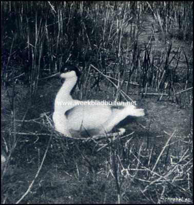 Onbekend, 1909, Onbekend, Bij de broedvogels op de weide. Broedende kluit