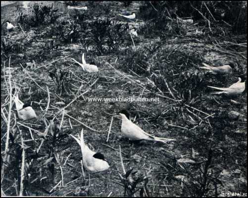 Onbekend, 1909, Onbekend, Bij de broedvogels op de weide. Noorsche of zilvergrijze zeezwaluwen