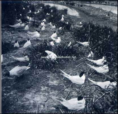 Onbekend, 1909, Onbekend, Bij de broedvogels op de weide. Groote sterns, links een kokmeeuw