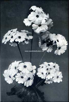 Primula Obconica (2/3 nat. grootte)