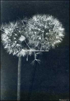 Onbekend, 1909, Onbekend, Planten met kaarsjes. Kaarsjes van de paardenbloem