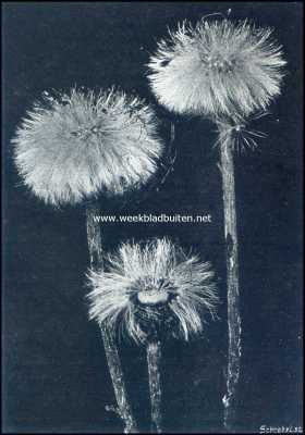 Onbekend, 1909, Onbekend, Planten met kaarsjes. Kaarsjes van het klein hoefblad