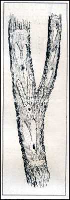 Onbekend, 1909, Onbekend, Roofwespen. Spleten in V-vorm, door de vertrouwelijke cicade in takken gemaakt