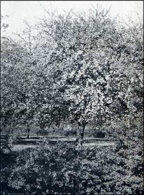 Gelderland, 1909, Huissen, Kijkje in een bloeiende appelboomgaard nabij Huissen