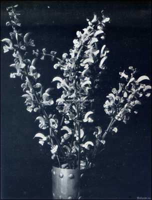 In de weide. Bloemen van de veldsalie (Salvia Pratensis)