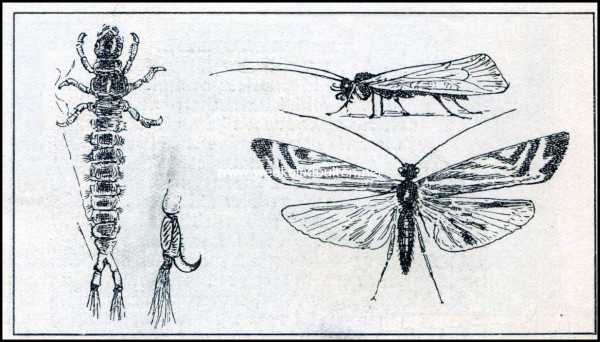Onbekend, 1909, Onbekend, Kokerlarve. Net makende kokerjuffer, imago, larve en haakje