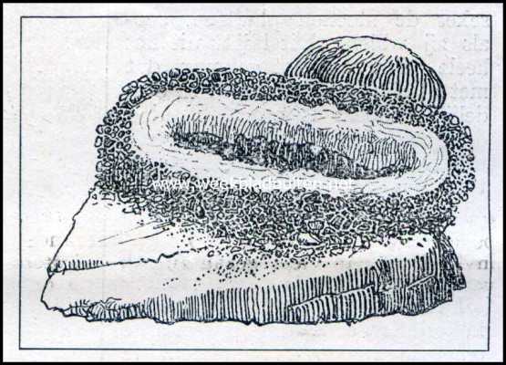 Onbekend, 1909, Onbekend, Kokerlarve. Cylindervormige koker nog niet tot ontwikkeling gekomen larve