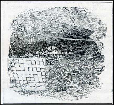 Onbekend, 1909, Onbekend, Kokerlarve. Steenhoop van de netmakende kokerlarf met vangnet