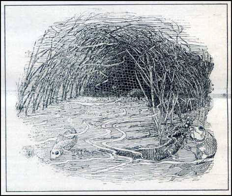 Kokerlarve. Een schuilplaats voor visschen in het klein. Een mandvormig geraamte voor het net van de net-makende kokerlarf (het net is 6 1/2 cM. In het vierkant)